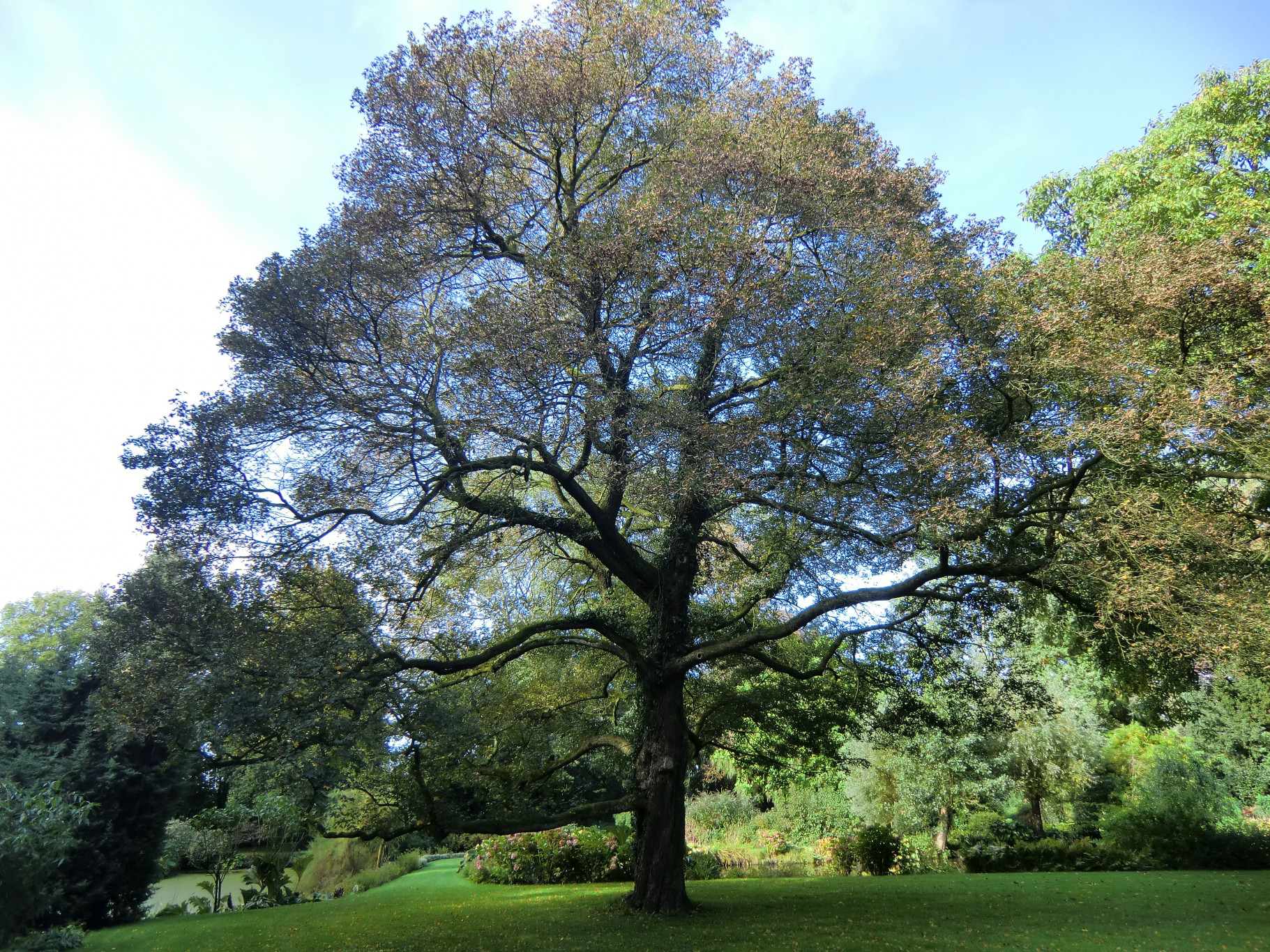 Welke bomen en planten zijn inheems?