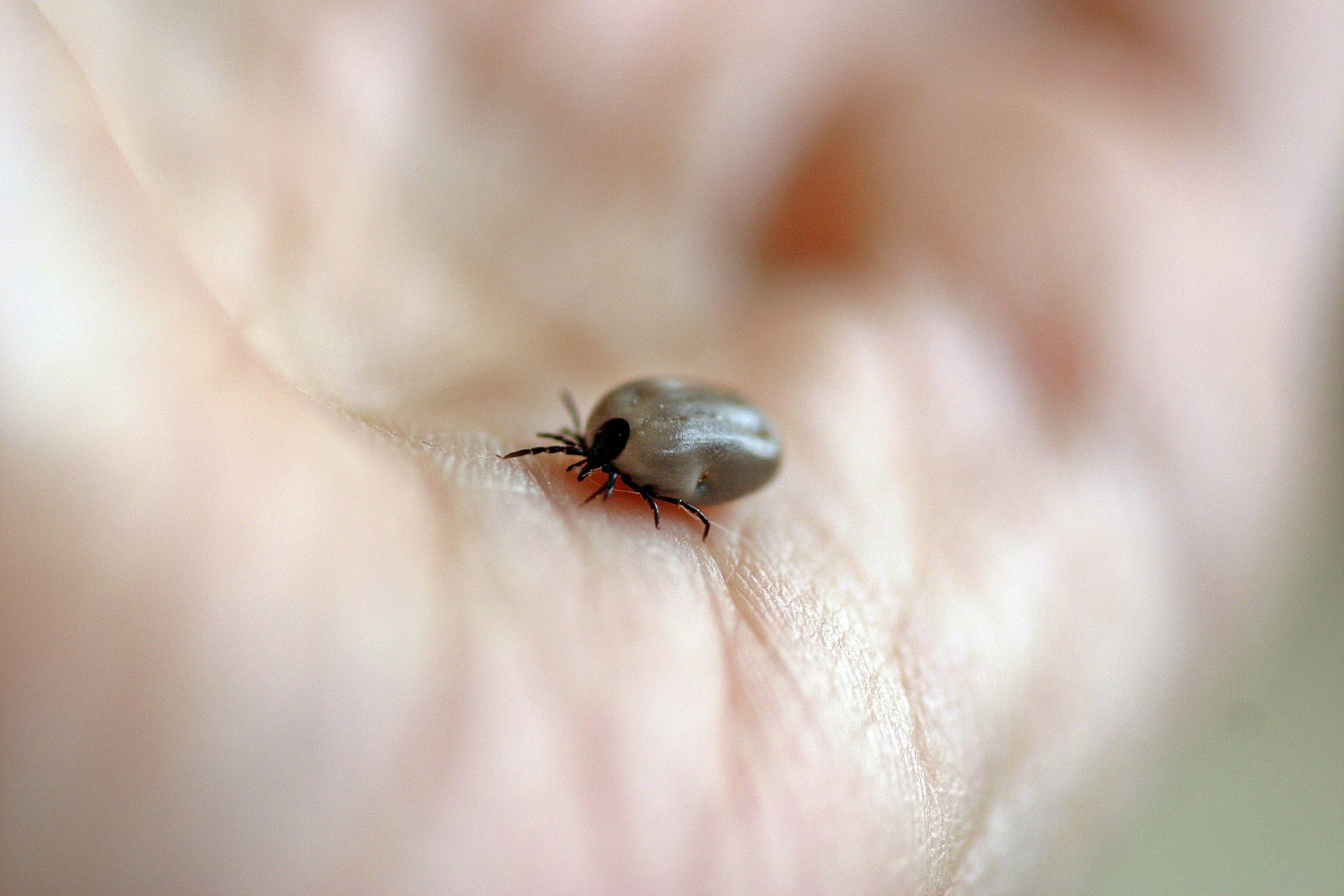 Natuurvraag: Mijn man loopt vaker een tekenbeet op dan ik. Hoe kan dat?