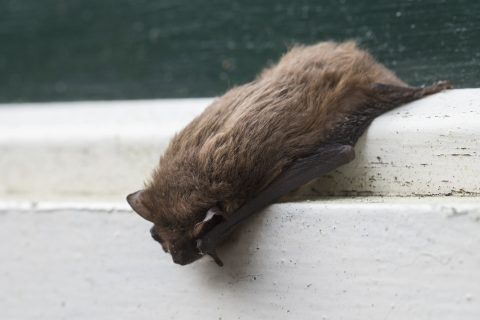 Bied de vleermuis onderdak in strijd tegen de eikenprocessierups