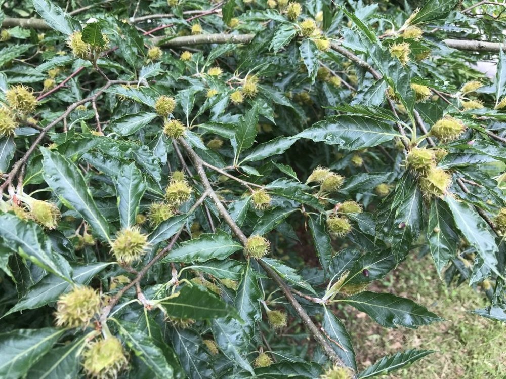 Varenbeuk (Fagus sylvatica 'Aspleniifolia')