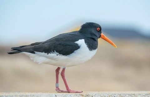 De scholekster