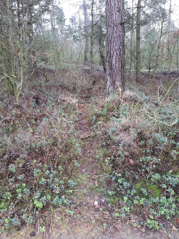 Wildwissels