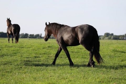 Platteland