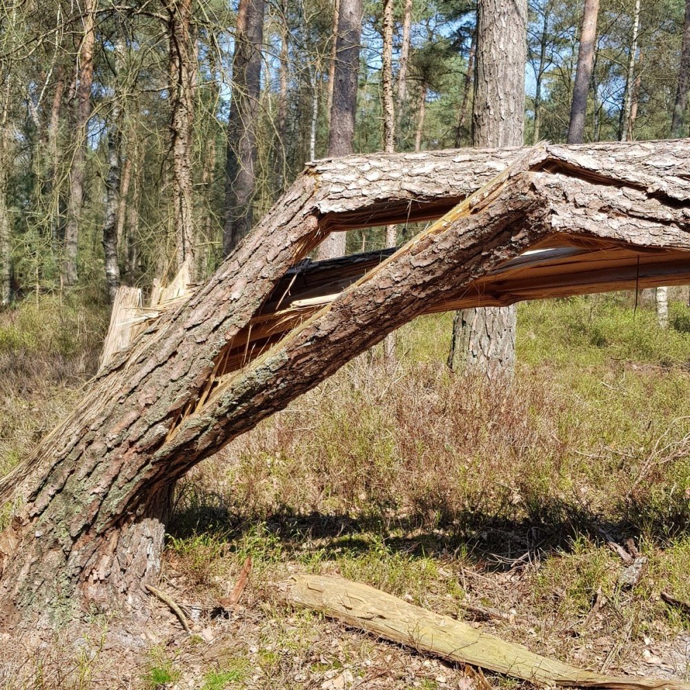 Gekraakte grove den