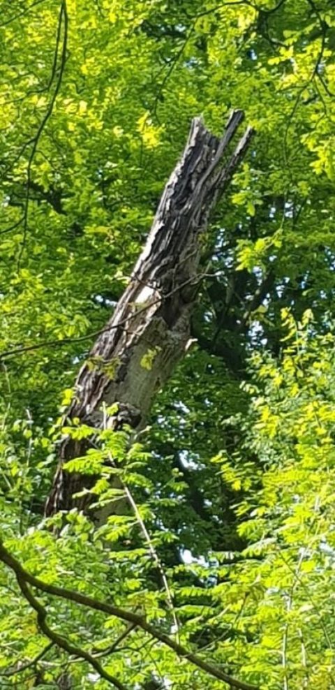 Dood hout doet leven