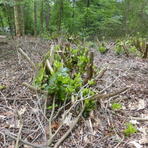 Rhododendron