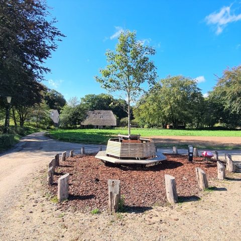 Bevrijdingsboom
