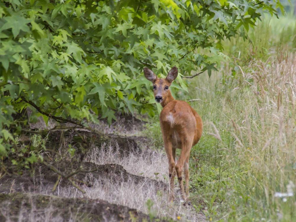 Best Bijzondere IVN-wandelingen