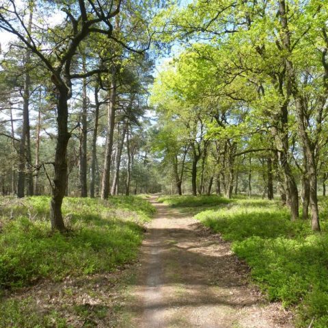 Wandeling door het Meervelder Bosch naar het Uddelsche Buurtveld