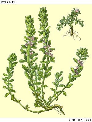 Planten van de oude Zuiderzeekust