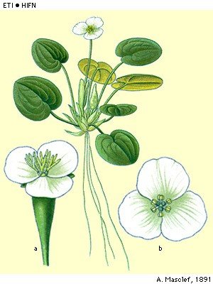 Kikkerbeet en Zwanenbloem
