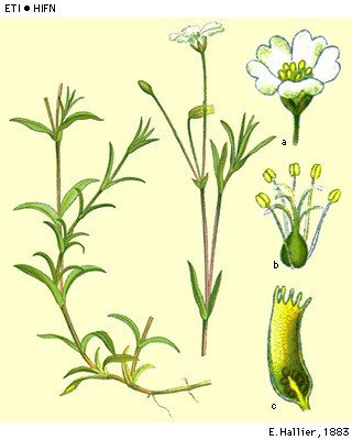 Cortenoever 1