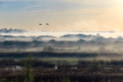 Twee vogels vliegen over een mistig moeraslandschap bij zonsopgang, met lagen mist, grasvelden, struiken en zacht gouden licht in de lucht.