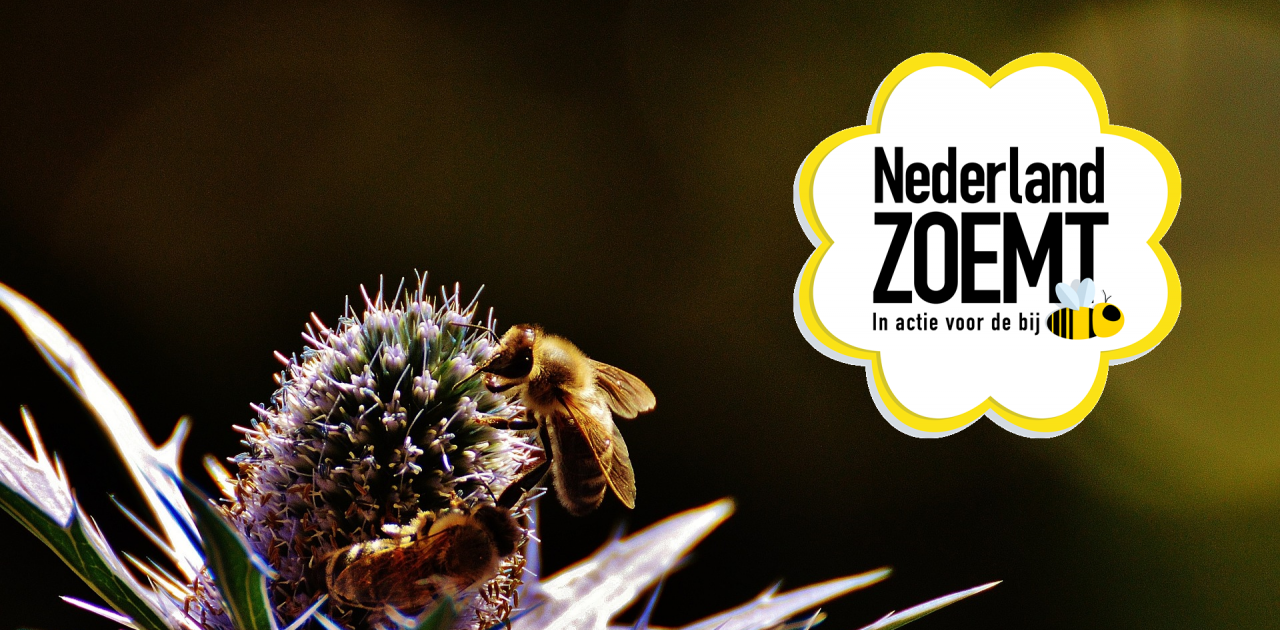 Nederland zoemt