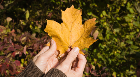 Waarom verkleuren boombladeren in de herfst?