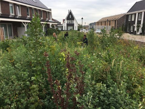 Manifest Meer Woningbouw! Met een positieve bijdrage aan Biodiversiteit en klimaatbestendigheid