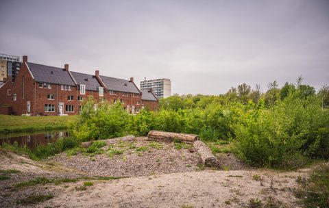 ‘Nederland heeft ieder plukje bos keihard nodig’