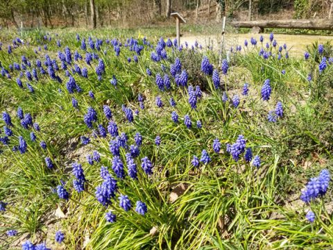 ‘Help insecten; laat giftige narcissen en blauwe druifjes in winkel staan’