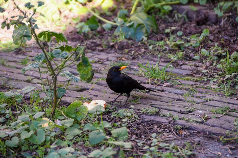 Zwarte vogel met gele snavel op een stenen pad, omgeven door planten en gras.