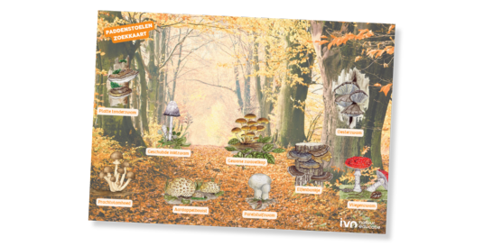 Paddenstoelen zoekkaart in herfstbos met illustraties van verschillende soorten paddenstoelen.