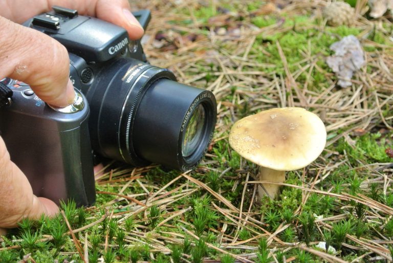Paddenstoelen-foto