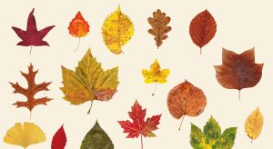 bladeren-allemaal-los-uitgeknipt-2015_uitsnede-voor-header-nieuwe-page