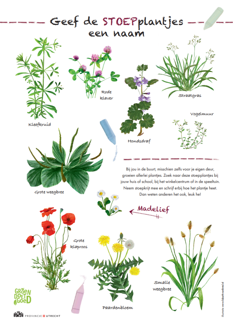 Illustratie met namen van stoepplantjes zoals kleefkruid, rode klaver, en paardenbloem.