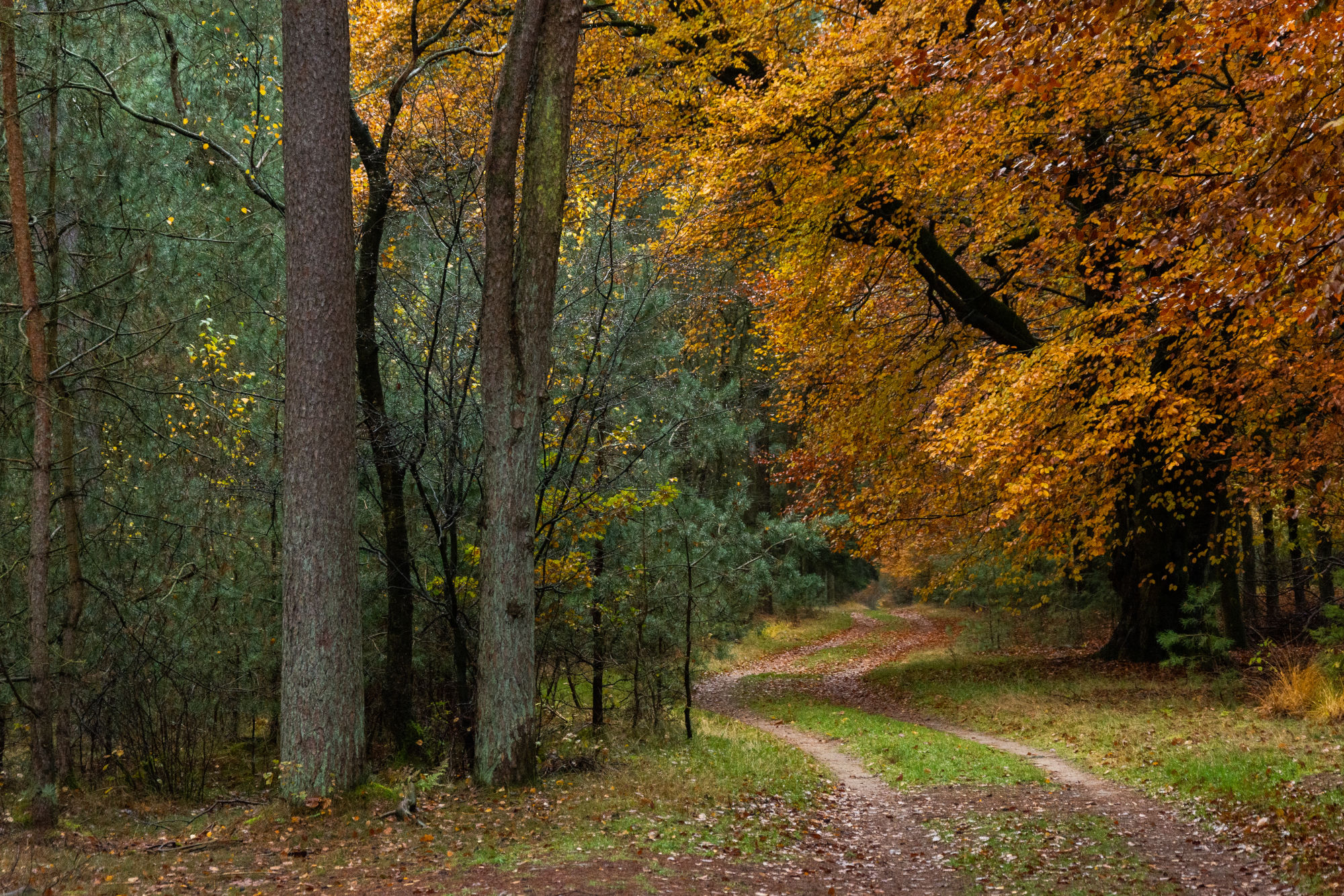 Bosweg omringd door bomen met herfstkleuren en een kronkelend pad.