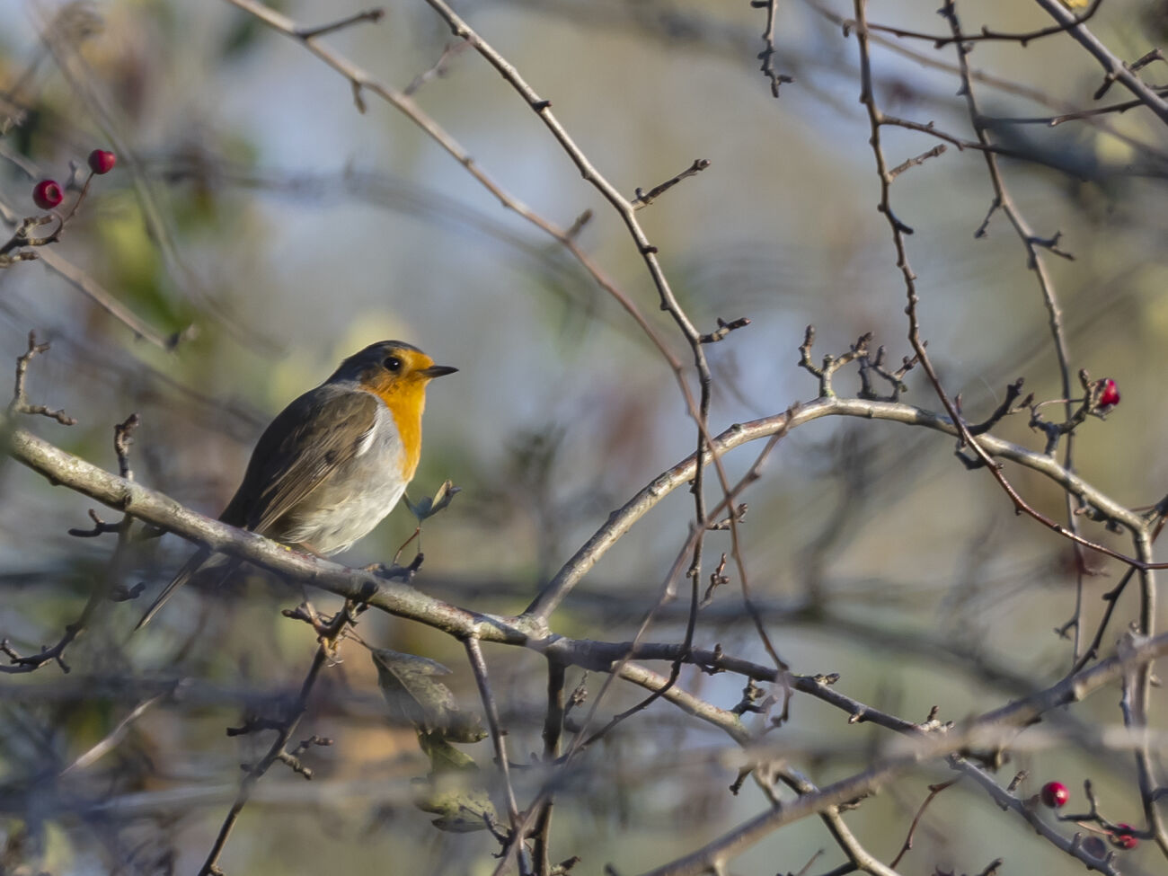 Roodborstje zit op een kale tak met verspreide rode bessen in een natuurlijke omgeving.