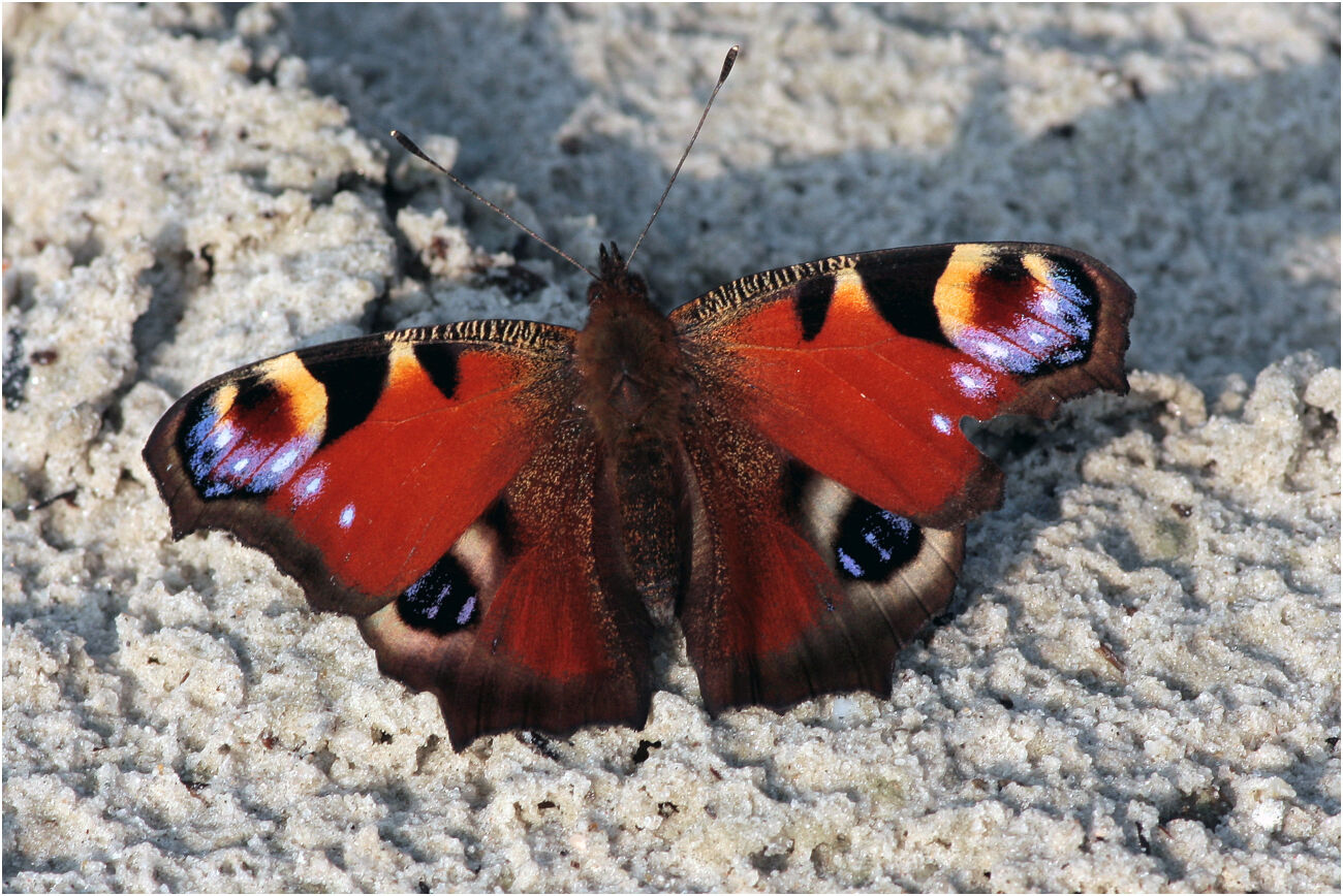 Een dagpauwoog vlinder met kleurrijke vleugels op een ruwe, lichtgekleurde ondergrond.