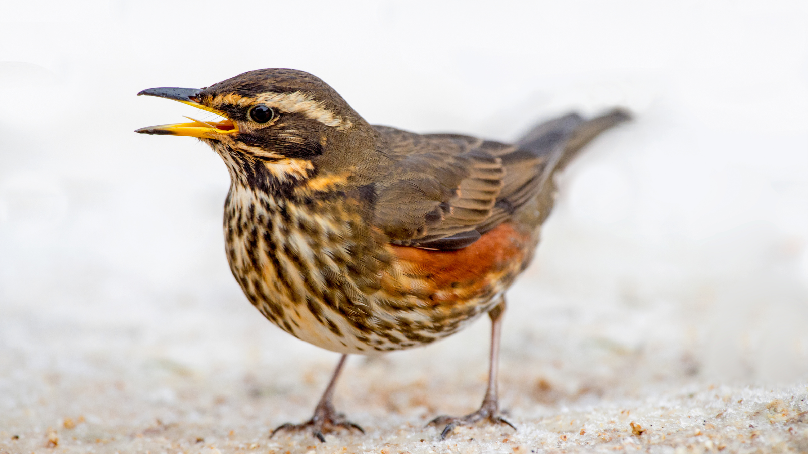 Roodborstlijster op lichte achtergrond, met geopende snavel en gedetailleerd verenkleed.