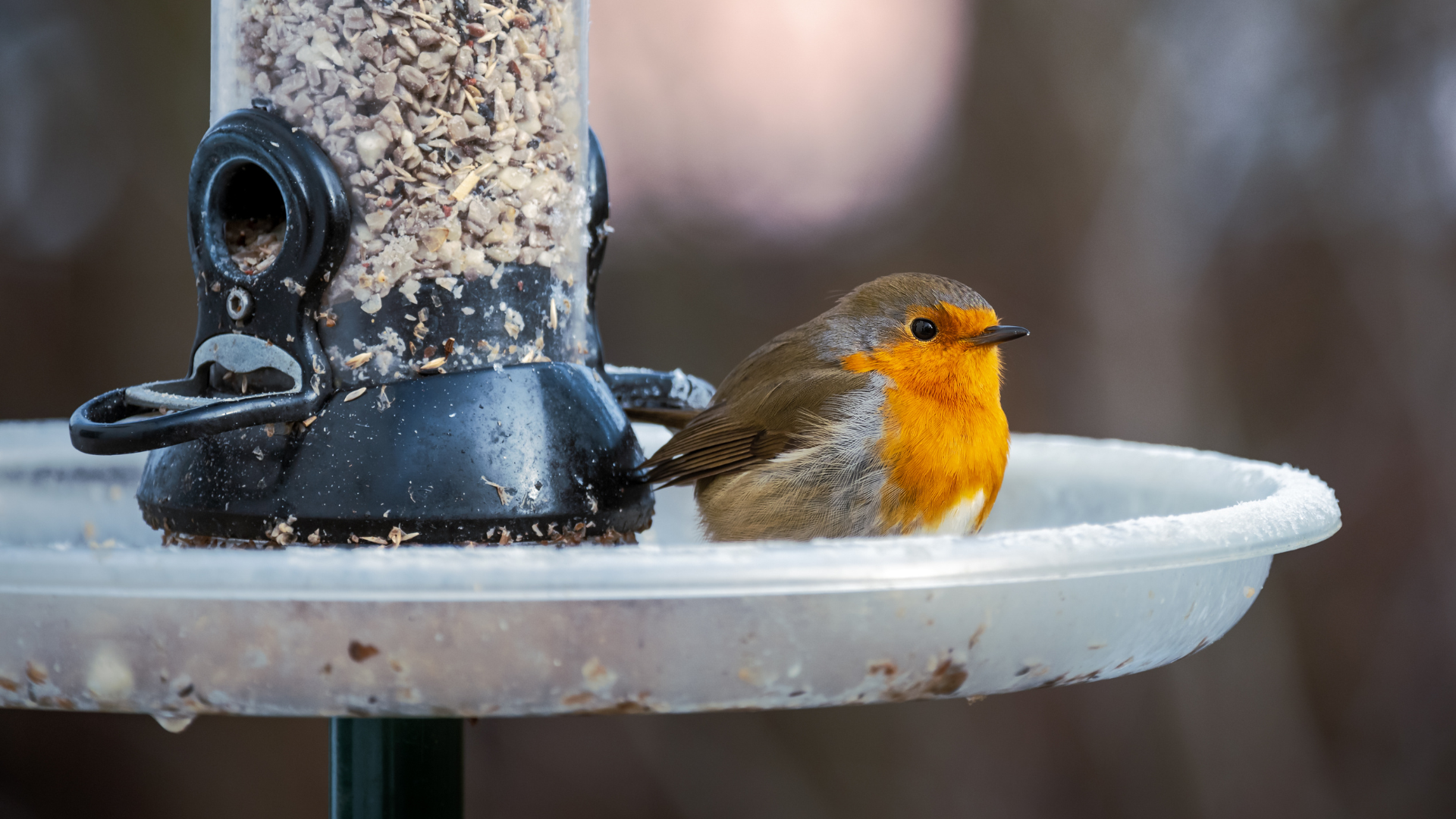Roodborstje zit naast een voederbak met zaden, rustige achtergrond.