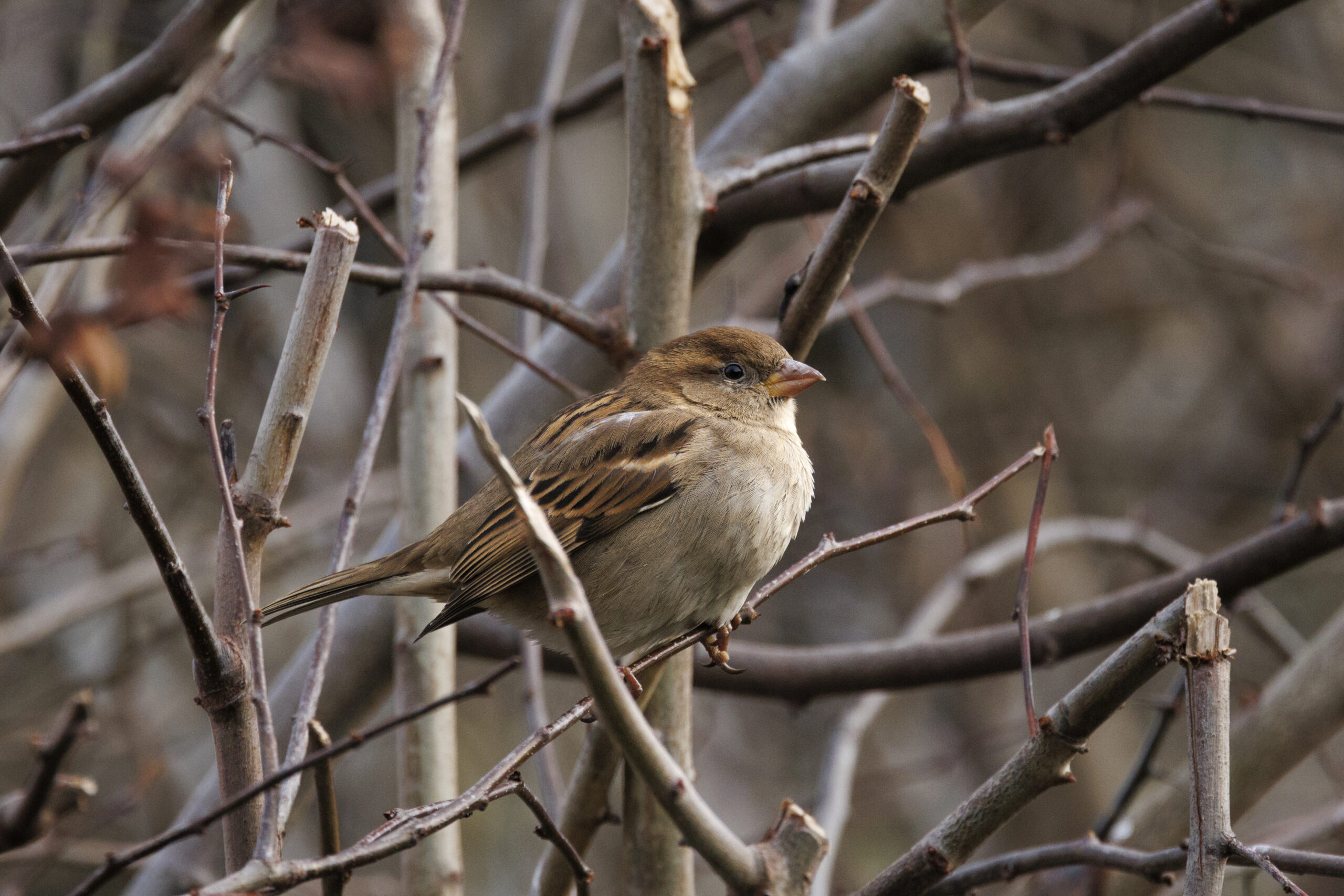 Een mus rust op kale, bruine takken met een wazige achtergrond.