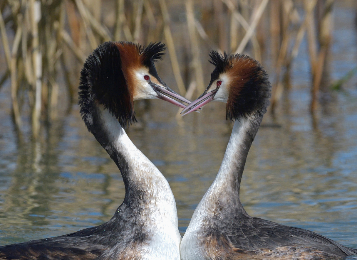 Twee futen in baltsgedrag op het water, met riet op de achtergrond.