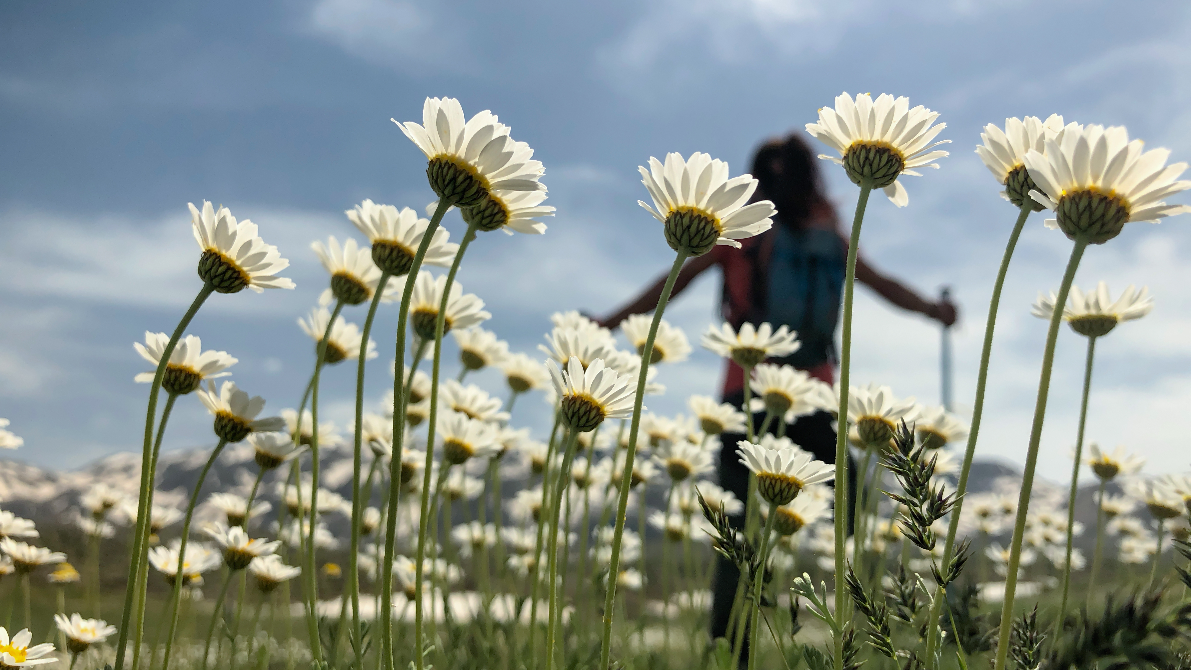 Madelieven in een veld met een wazig figuur op de achtergrond tegen een bewolkte hemel.
