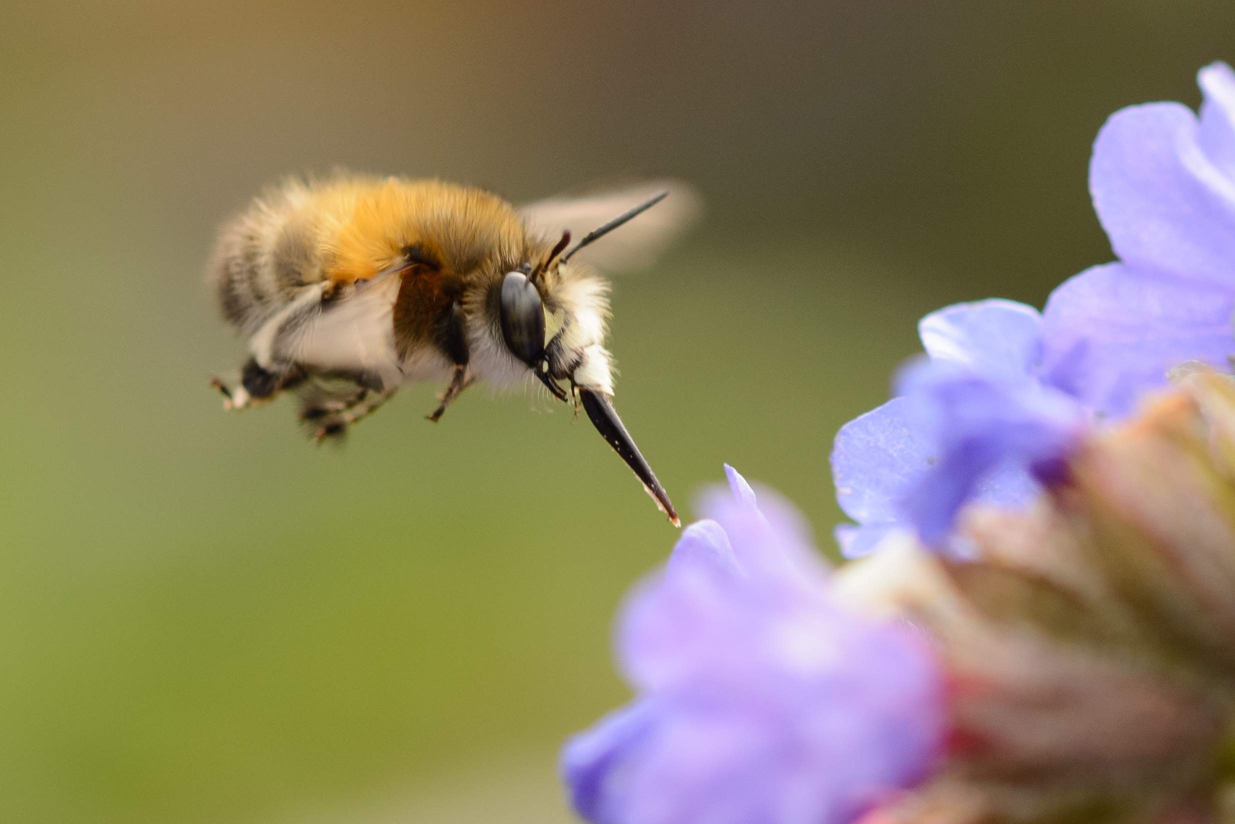 Vliegende bij boven paarse bloem met onscherpe achtergrond.