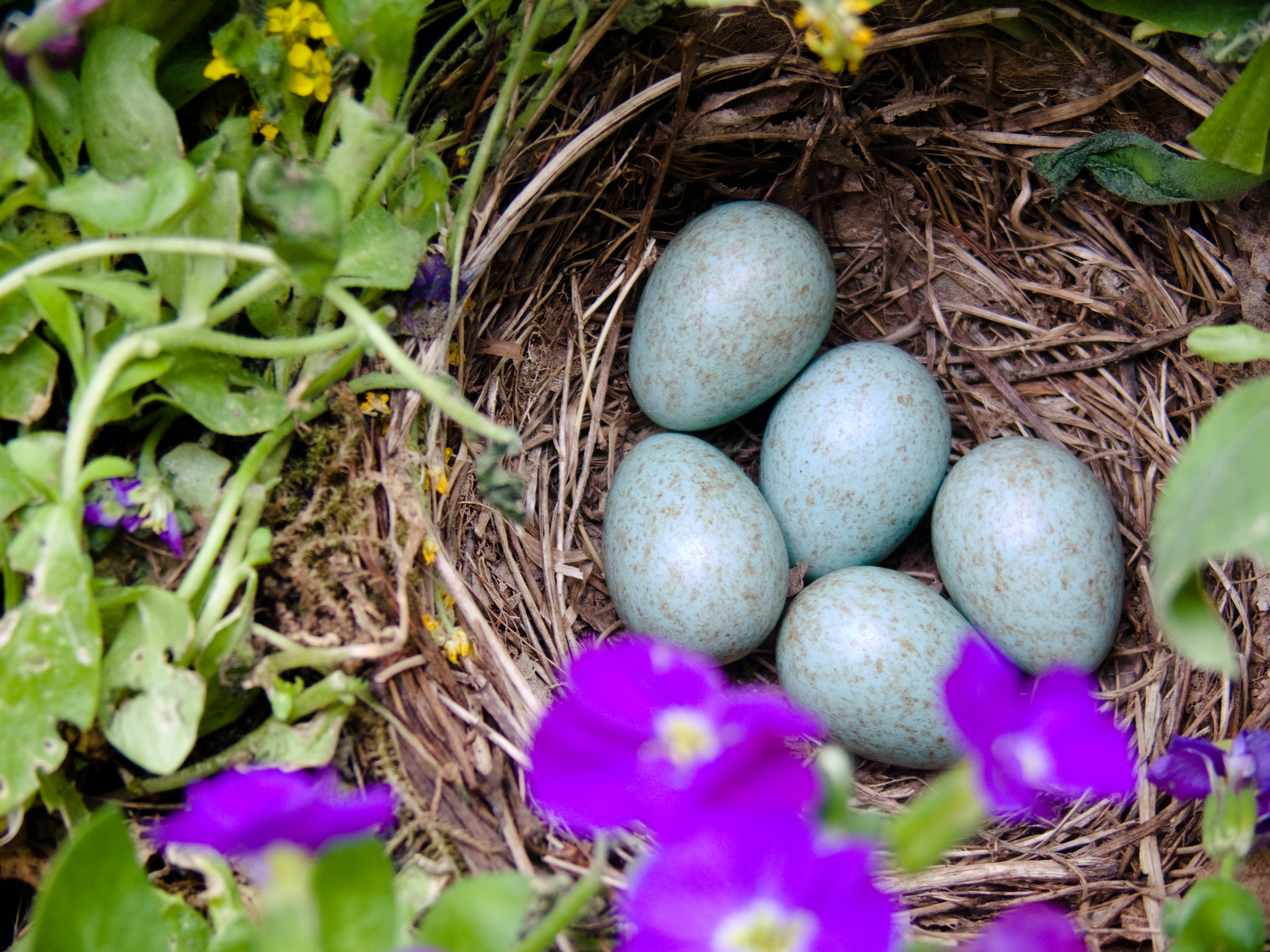 Vogelnest met vijf blauwe eieren tussen groene bladeren en paarse bloemen.