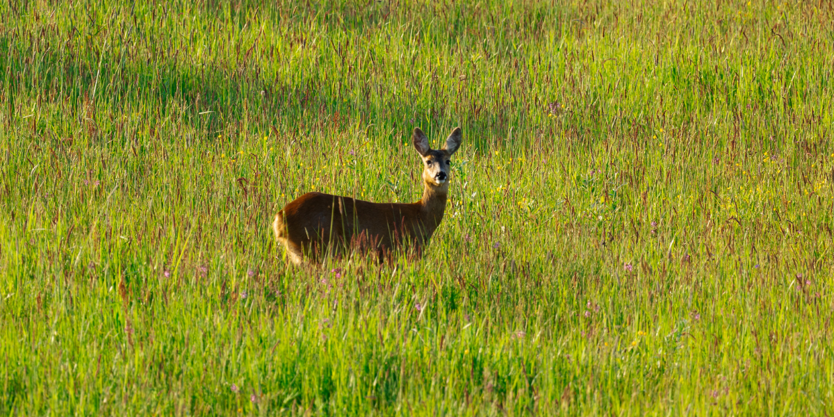 Een hert staat in hoog gras, kijkend naar de camera in een zonovergoten veld.