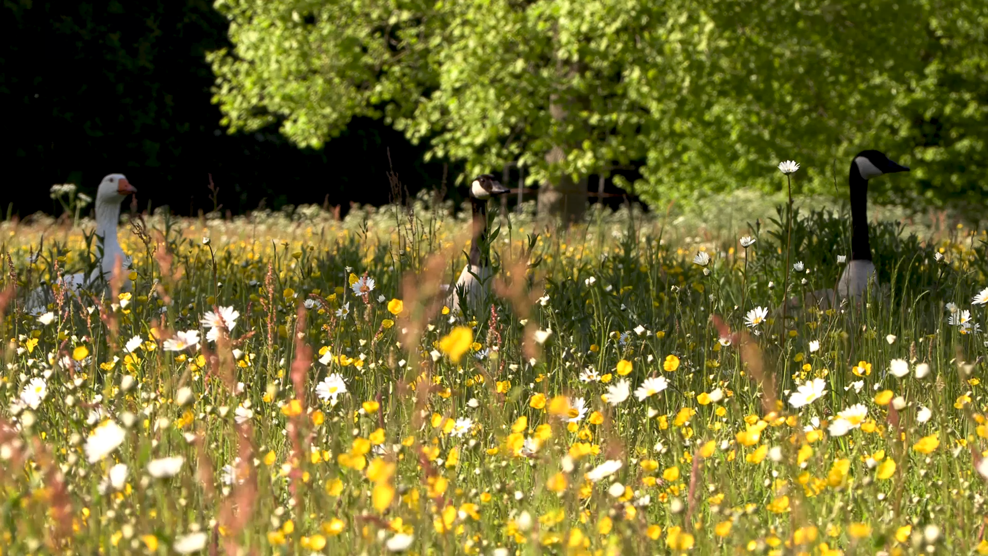 Ganzen in een bloemenrijk veld met geel en wit; groene bomen op de achtergrond.