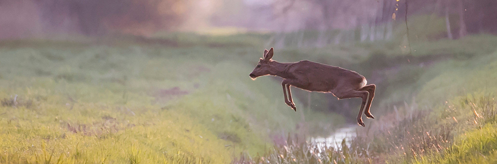 Een hert springt sierlijk over grasland bij zonsopgang.