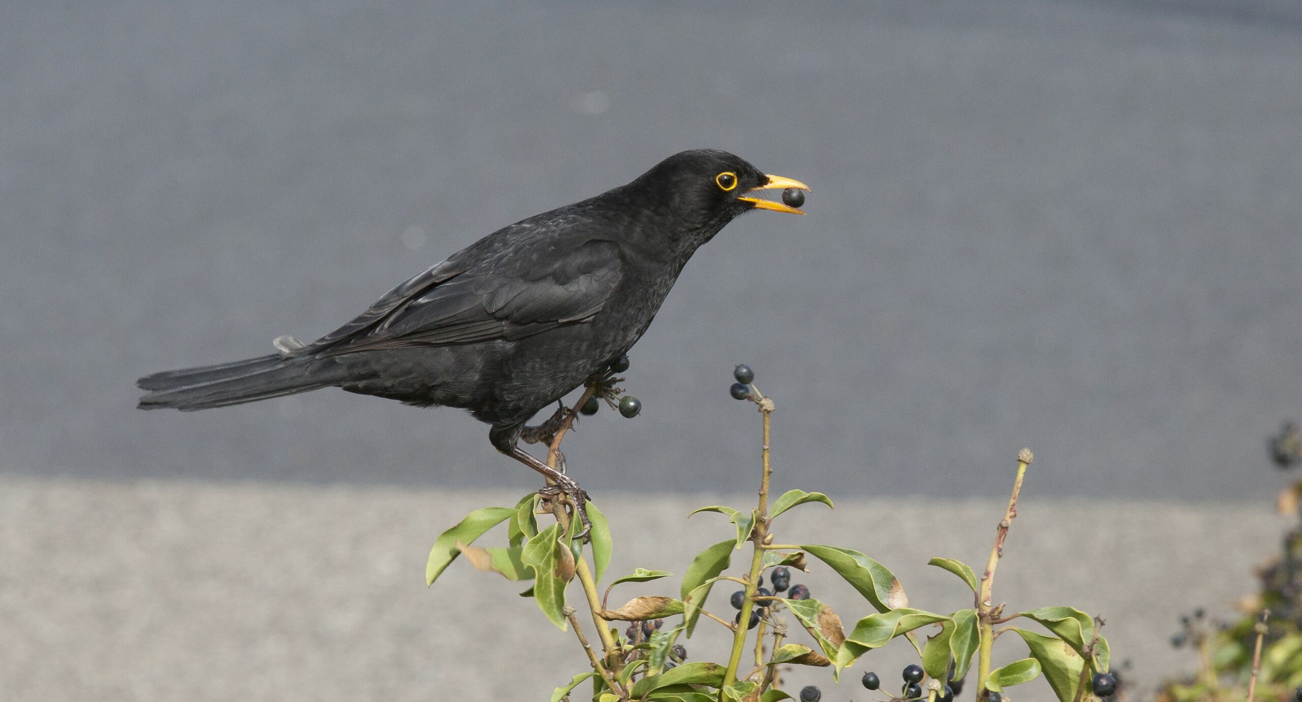 Zwarte merel op plant eet zwarte bes, achtergrond is grijs en wazig.