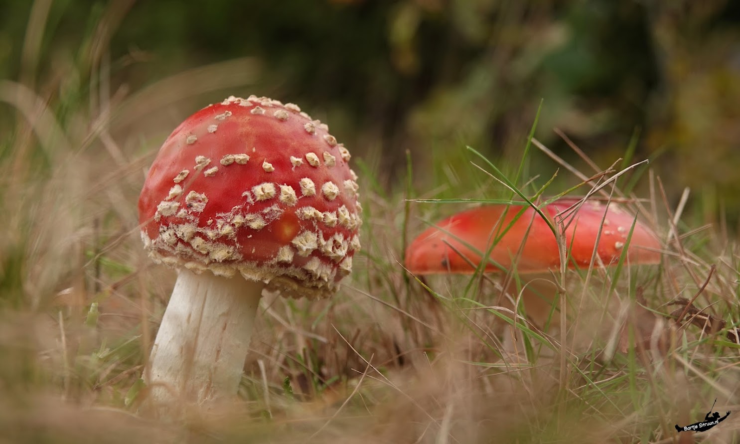 Twee vliegenzwammen in gras, met één scherp op de voorgrond, rode hoed en witte stippen.