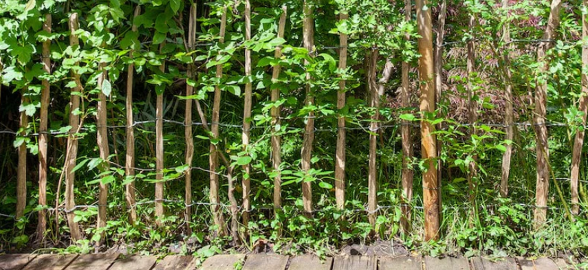 Houten hek met groene klimplanten, omgeven door weelderige vegetatie.