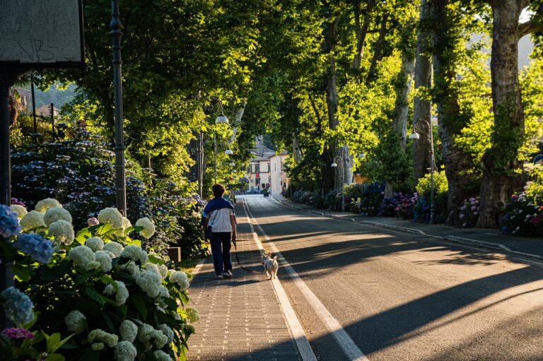 Man wandelt met hond op zonovergoten laan, omgeven door bloeiende hortensia's en schaduwrijke bomen.