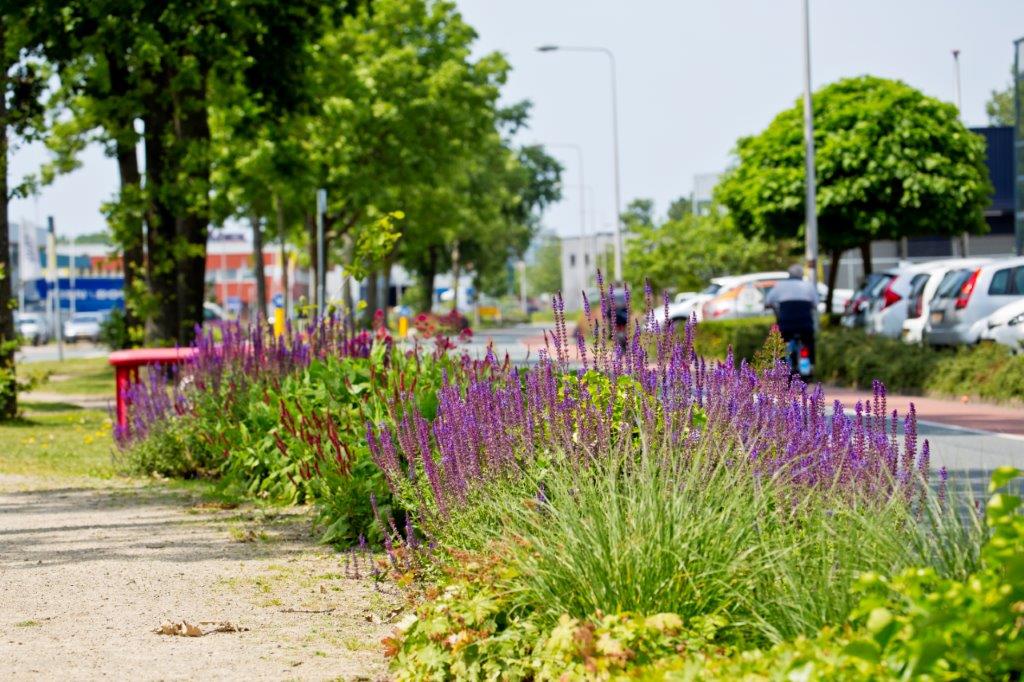Bloemenperk met paarse bloemen langs een fietspad en geparkeerde auto's aan een groene straat.