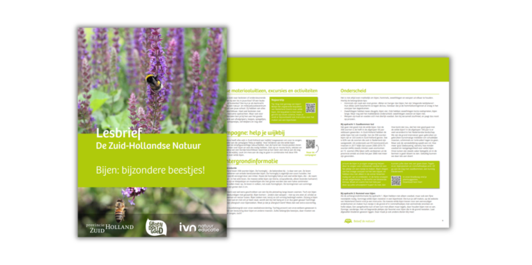 Lesbrief over bijen met paarse bloemen en bijen op de omslag, tekst binnenin over natuur educatie.