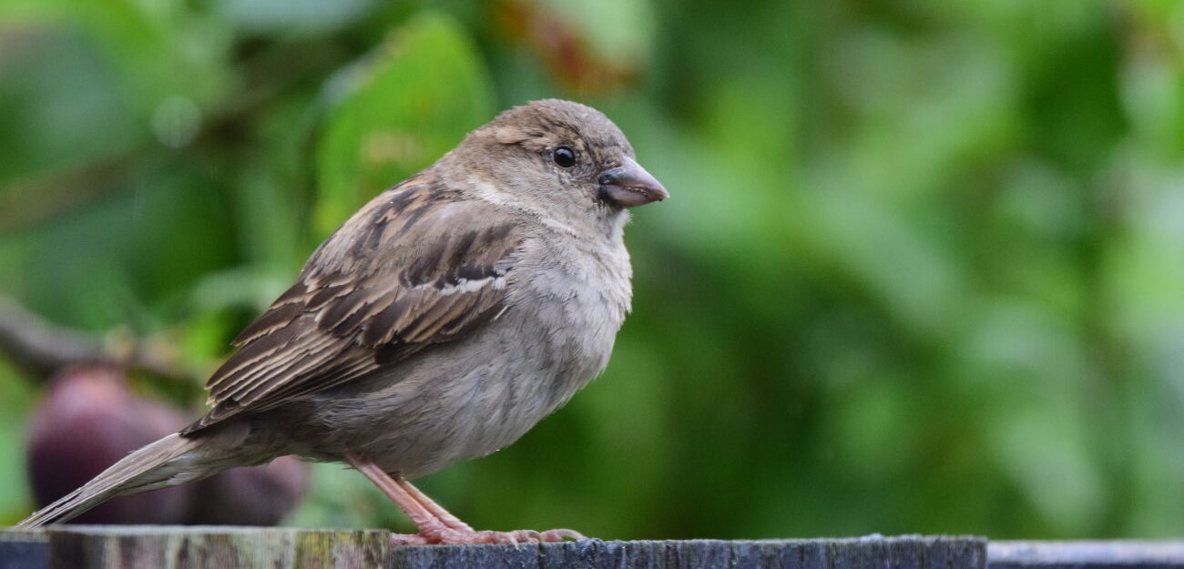 Mus op een tak met groene achtergrond.