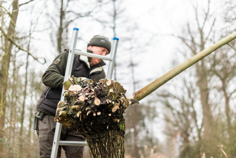 Persoon zaagt met een zaag een boomtak af, terwijl hij op een ladder in een winterbos staat.