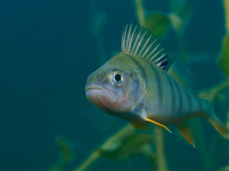 Een vis zwemt onder water, met groen-blauw gestreepte schubben en een opgerichte rugvin.