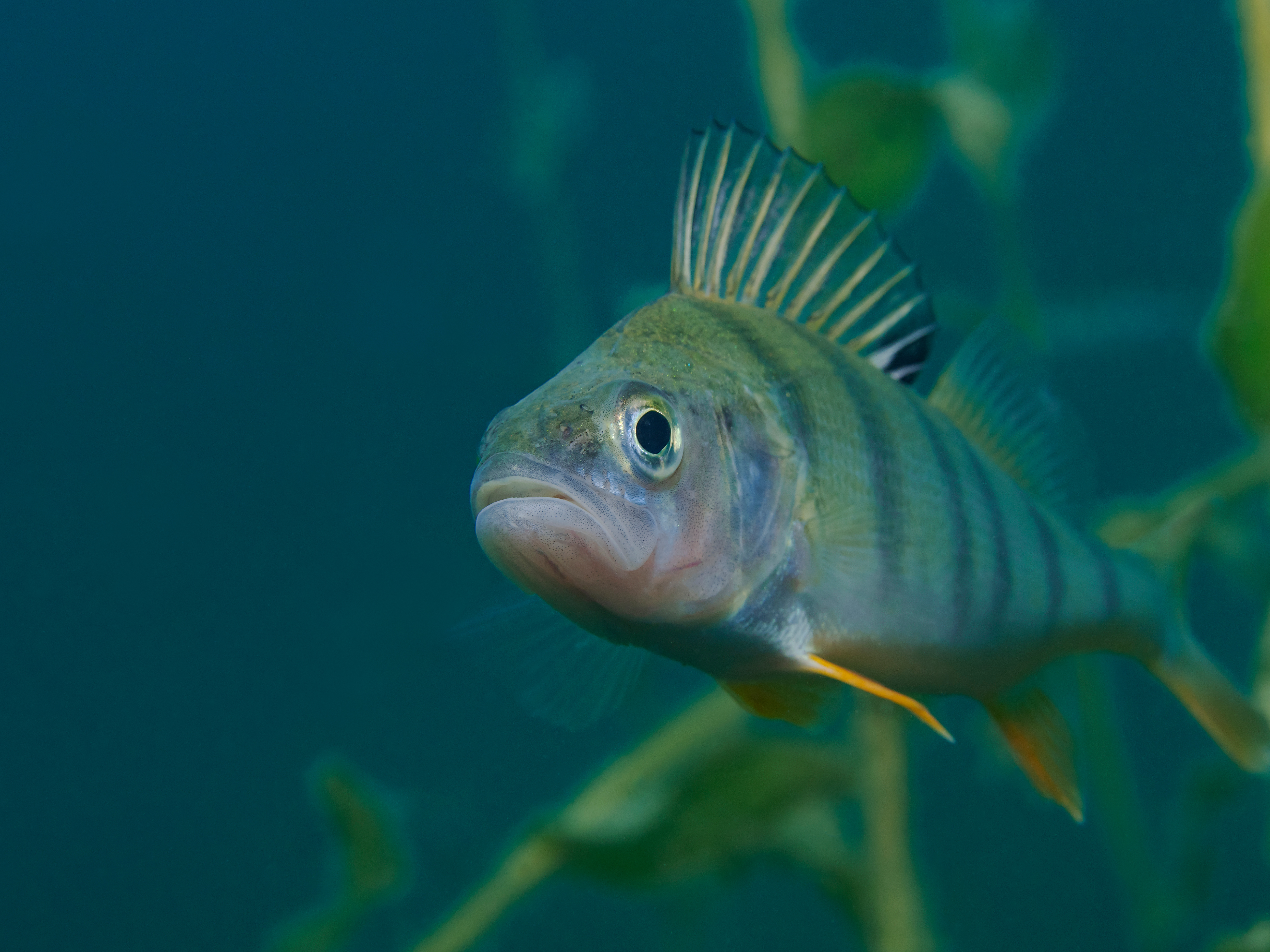 Een vis zwemt onder water, met groen-blauw gestreepte schubben en een opgerichte rugvin.
